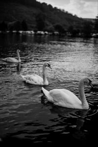 Preview wallpaper swans, birds, pond, wildlife, bw