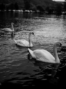 Preview wallpaper swans, birds, pond, wildlife, bw