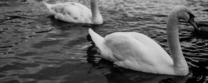 Preview wallpaper swans, birds, pond, wildlife, bw