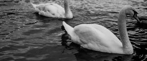 Preview wallpaper swans, birds, pond, wildlife, bw