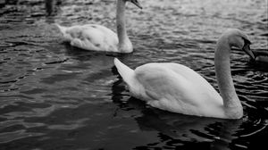 Preview wallpaper swans, birds, pond, wildlife, bw