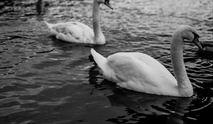 Preview wallpaper swans, birds, pond, wildlife, bw