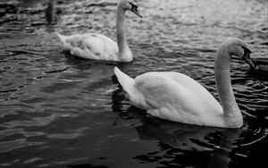 Preview wallpaper swans, birds, pond, wildlife, bw