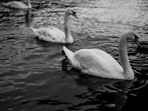 Preview wallpaper swans, birds, pond, wildlife, bw