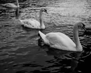 Preview wallpaper swans, birds, pond, wildlife, bw