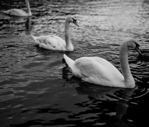 Preview wallpaper swans, birds, pond, wildlife, bw