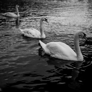 Preview wallpaper swans, birds, pond, wildlife, bw