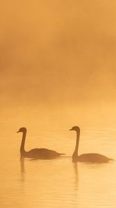 Preview wallpaper swans, birds, silhouettes, fog, twilight