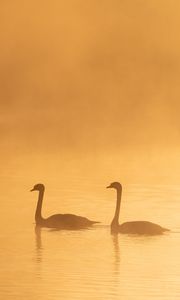 Preview wallpaper swans, birds, silhouettes, fog, twilight