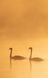 Preview wallpaper swans, birds, silhouettes, fog, twilight