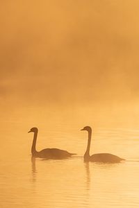 Preview wallpaper swans, birds, silhouettes, fog, twilight