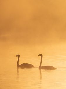 Preview wallpaper swans, birds, silhouettes, fog, twilight