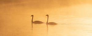 Preview wallpaper swans, birds, silhouettes, fog, twilight