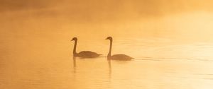 Preview wallpaper swans, birds, silhouettes, fog, twilight