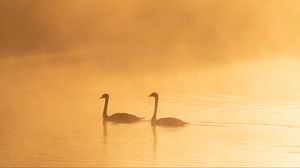 Preview wallpaper swans, birds, silhouettes, fog, twilight