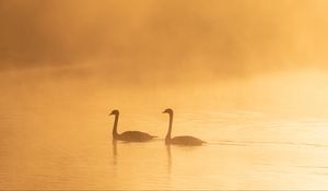 Preview wallpaper swans, birds, silhouettes, fog, twilight