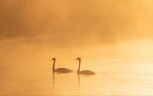 Preview wallpaper swans, birds, silhouettes, fog, twilight
