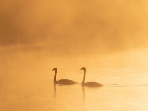 Preview wallpaper swans, birds, silhouettes, fog, twilight