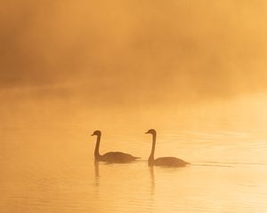 Preview wallpaper swans, birds, silhouettes, fog, twilight