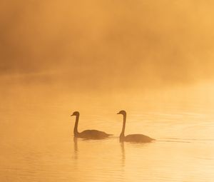 Preview wallpaper swans, birds, silhouettes, fog, twilight