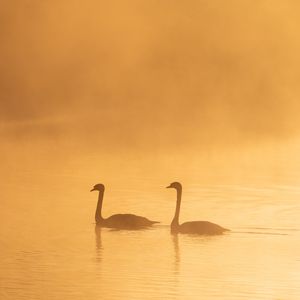 Preview wallpaper swans, birds, silhouettes, fog, twilight