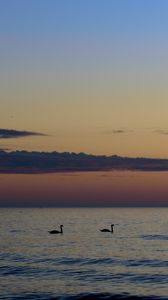 Preview wallpaper swans, birds, silhouettes, sea, water, sunset