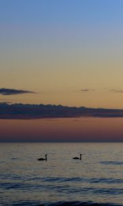 Preview wallpaper swans, birds, silhouettes, sea, water, sunset