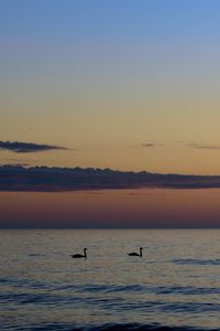 Preview wallpaper swans, birds, silhouettes, sea, water, sunset