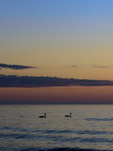 Preview wallpaper swans, birds, silhouettes, sea, water, sunset