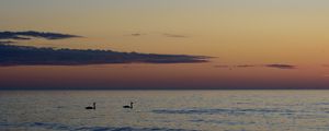 Preview wallpaper swans, birds, silhouettes, sea, water, sunset