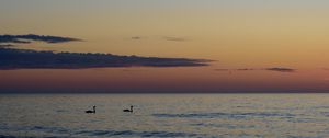 Preview wallpaper swans, birds, silhouettes, sea, water, sunset