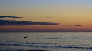 Preview wallpaper swans, birds, silhouettes, sea, water, sunset