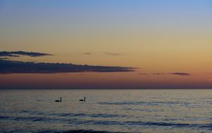 Preview wallpaper swans, birds, silhouettes, sea, water, sunset