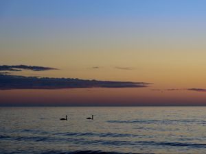 Preview wallpaper swans, birds, silhouettes, sea, water, sunset