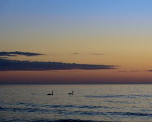 Preview wallpaper swans, birds, silhouettes, sea, water, sunset