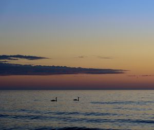 Preview wallpaper swans, birds, silhouettes, sea, water, sunset