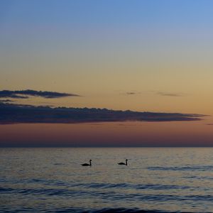 Preview wallpaper swans, birds, silhouettes, sea, water, sunset