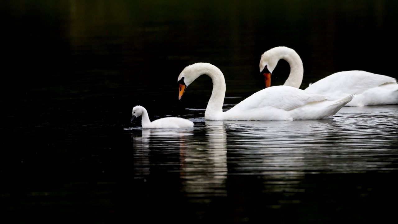 Wallpaper swans, birds, swim, water