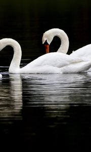 Preview wallpaper swans, birds, swim, water