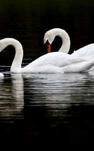 Preview wallpaper swans, birds, swim, water