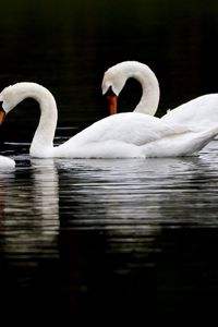 Preview wallpaper swans, birds, swim, water