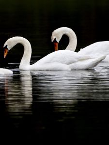 Preview wallpaper swans, birds, swim, water