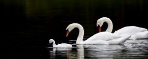 Preview wallpaper swans, birds, swim, water