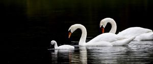 Preview wallpaper swans, birds, swim, water