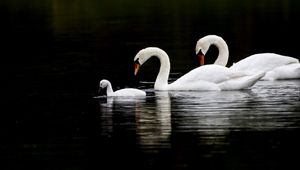 Preview wallpaper swans, birds, swim, water