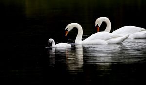 Preview wallpaper swans, birds, swim, water