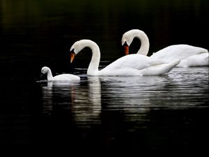 Preview wallpaper swans, birds, swim, water