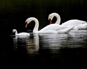 Preview wallpaper swans, birds, swim, water