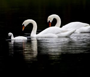 Preview wallpaper swans, birds, swim, water