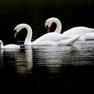 Preview wallpaper swans, birds, swim, water